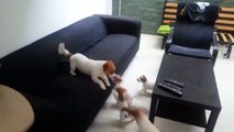 بالفِيديو شاهدوا كيف تلعب الكلاب مع صغارها