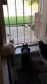 فيديو رد فعل رهيب لـ 3  قطط يفاجئهم كلب