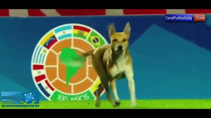 بالفيديو: كلب لطيف يتجول في الملعب ويوقف مباراة كرة قدم