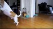 فيديو كوميدي لكلب حاول صاحبه أن يخيفه بهيكل عظمي.. لا تفوتكم المشاهدة