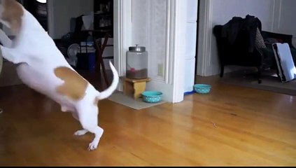 فيديو كوميدي لكلب حاول صاحبه أن يخيفه بهيكل عظمي.. لا تفوتكم المشاهدة