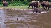 فيديو يحرك القلوب.. فيل يقفز إلى الماء لإنقاذ مدربه من الغرق!