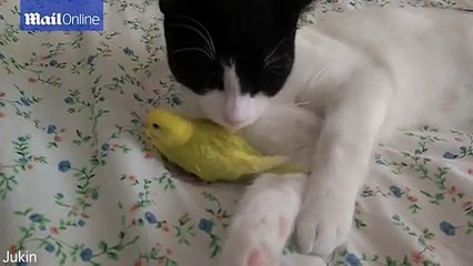 بالفيديو: علاقة صداقة غريبة بين قطة وعصافير.. لا تفوتكم المشاهدة