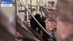 حيوان غوريلا يهرب من حديقة الحيون بسبب الزوار.. فيديو مؤلم!