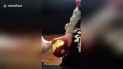 One-month-old mini pig devours apple