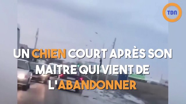Un chien court après son maitre qui vient de l'abandonner