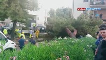 Grande albero caduto ad Andria: ecco il video degli interventi di rimozione