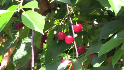 Eldivan Kirazı Dalında Kaldı