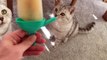 Cats share ice lolly treat during sweltering summer heatwave
