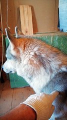 Husky demands that he be allowed to walk