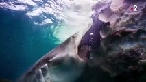 Requins blancs et requins bleus se partagent une baleine