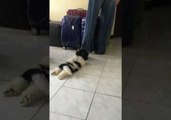 Doggy Refuses to Let Owner Leave