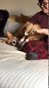 Un chien aime se faire gratter le derrière