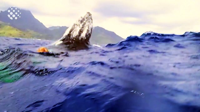 Magnifiques sauts de baleine