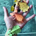 Ces insectes magnifiques ressemblent à des feuilles de toutes les couleurs