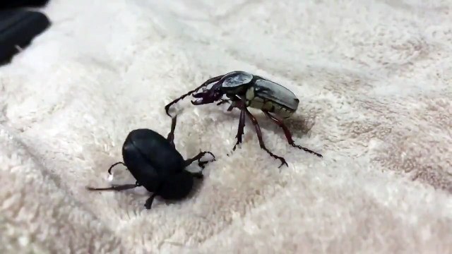 2 insectes se livrent un duel incroyable