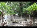 Groups tap mangroves to fight erosion of Boracay coastline