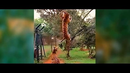 Huge Hunting Ability of The Tiger! Tiger Crocodile Buffalo Antelope