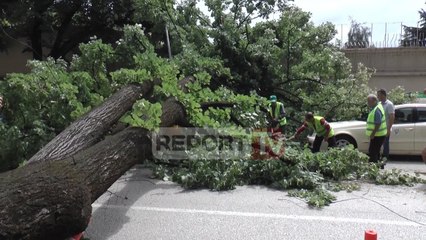 Tiranë, rrëzohet një pemë e madhe në mes të Bllokut, zë poshtë taksitë, shpëtojnë qytetarët