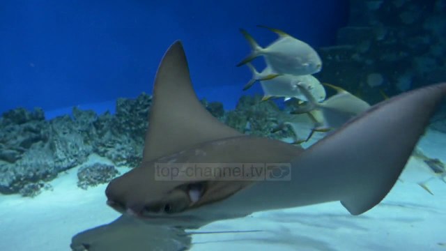 Botërori që bashkoi fëmijët e të gjithë botës - Top Channel Albania - News - Lajme