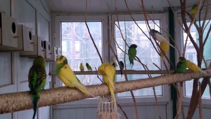 Rengarenk Muhabbet Kuşları...!