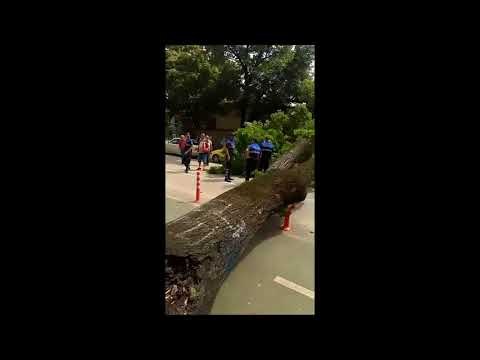 Pa Koment - Rrëzohet pema tek ish-Blloku - Top Channel Albania - News - Lajme