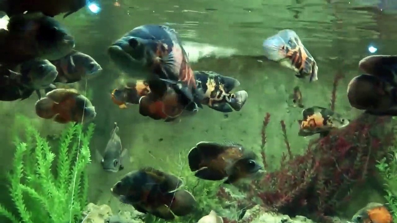 Astronot Balıkları (Oscar) Astronotus Ocellatus HD