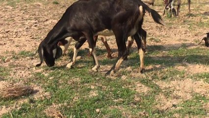 Amazing Black Goat Breeding in My Village in Summer