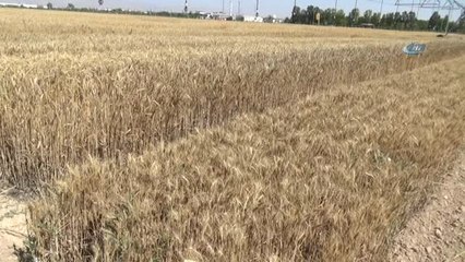 Konya'da Tarla Günü Etkinliği