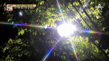 연 매출 8억의 나무 아빠! 인조 나무 갑부의 성수기 매출은?