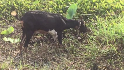 Most Funny and Cute Baby Goat Find Food Videos Compilation (2018)