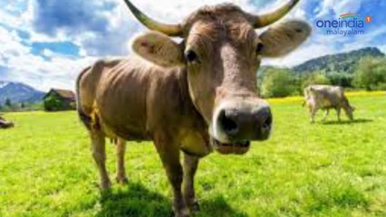 പശുക്കളെ ചൊല്ലി കേരളത്തിലും അക്രമം | Oneindia Malayalam