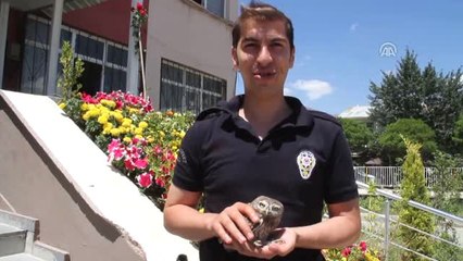 Polis Memuru Yaralı Baykuş İçin Seferber Oldu