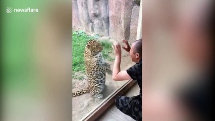 Watch the incredible moment a leopard interacts with a zoo visitor