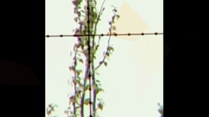 longer range pcp P10 dove hunting