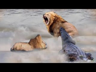 Rarely Seen Crocodile Attack Lion Crossing The river