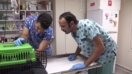 Birer ayakları kesilmiş kedi yavruları bulundu - YALOVA