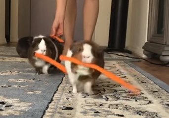Cage-Free Guinea Pigs Politely Line up for Snacks