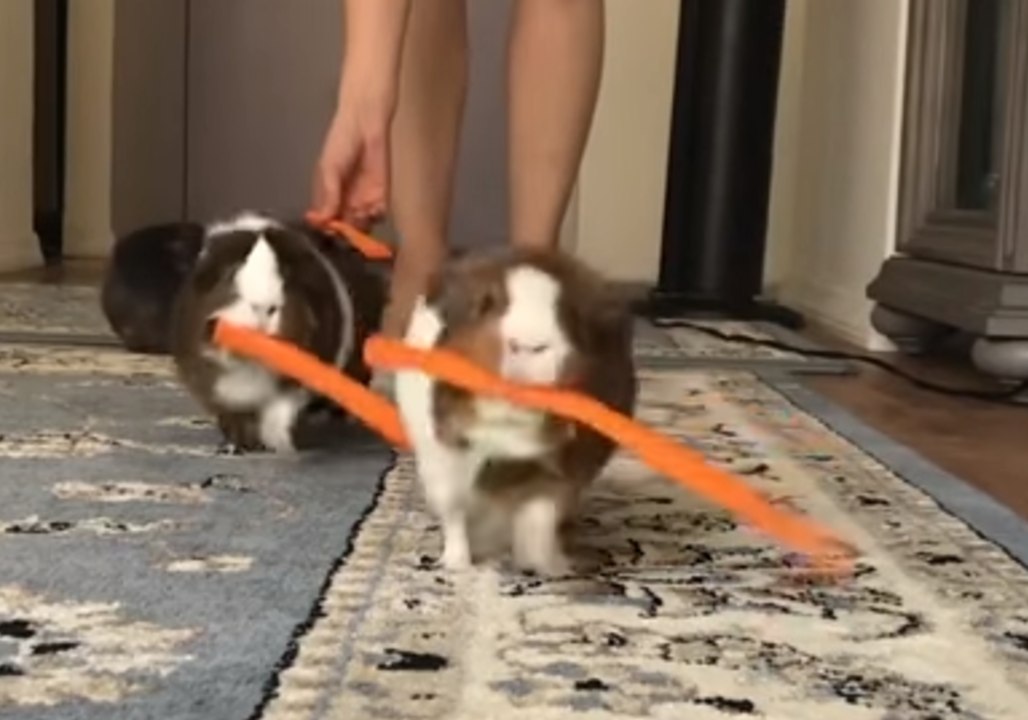 Cage-Free Guinea Pigs Politely Line up for Snacks
