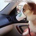 Never too much coffee!☕ eepingupwith_kona #coffee #dog #lol #viral #instadaily #r1lmedia