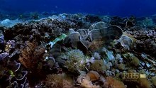 KINGS OF Camouflage (cuttle fish )