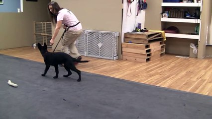 How to Teach a Dog or Puppy to Heel - Phase 1 (K9-1.com)