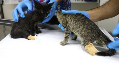 Yalova'da Arka Ayakları Kesilmiş İki Yavru Kedi Bulundu