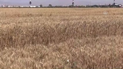 Konya'da Tarla Günü Etkinliği