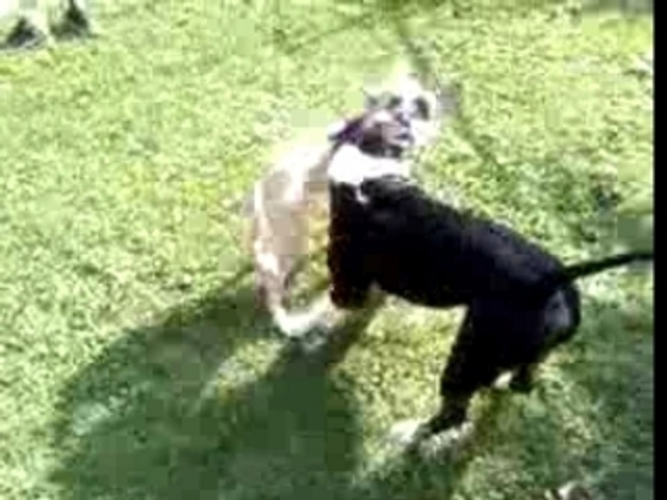 TYSON vs KAYSER