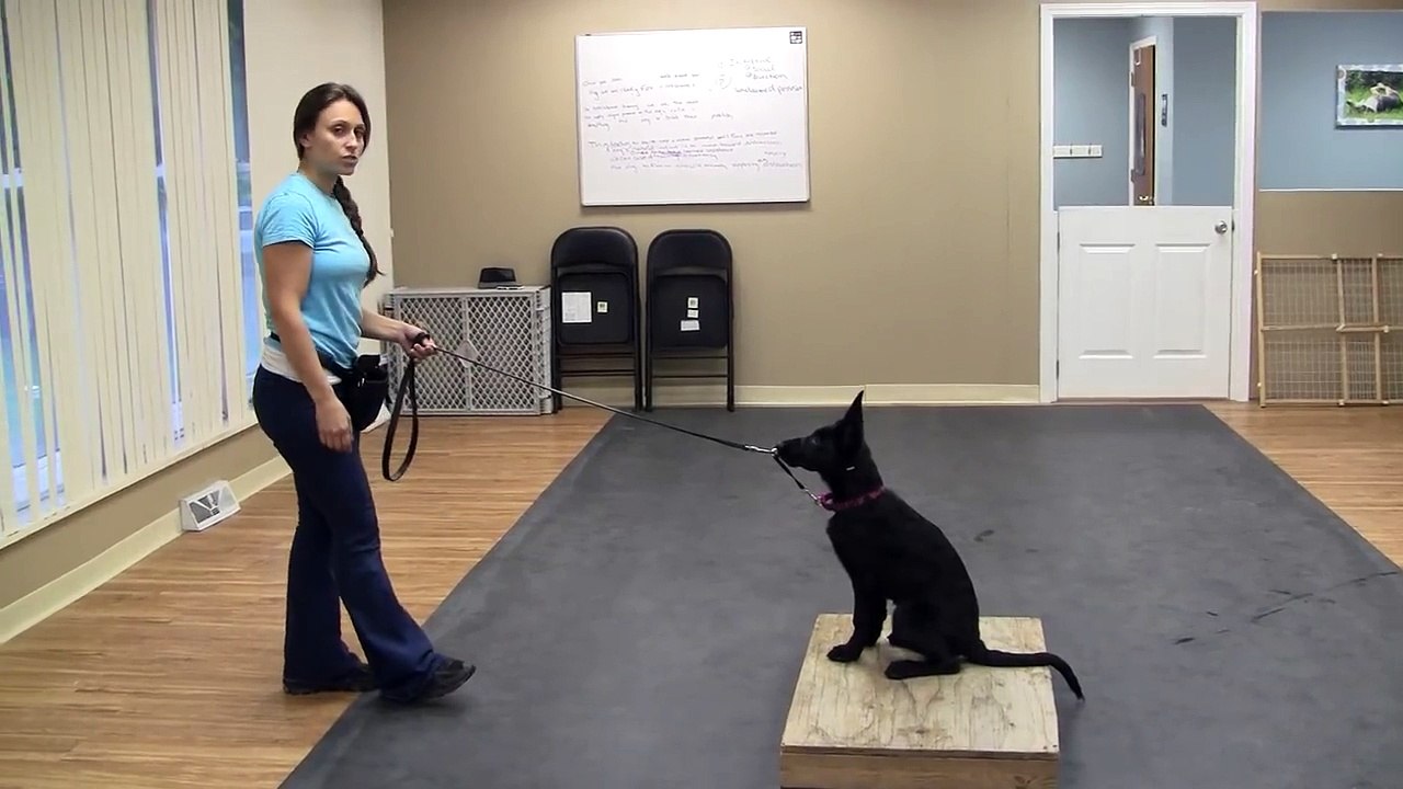 Dog Training with a Halti Collar - Teaching the Climb Command (K9-1.com)