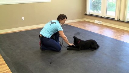 Dog Training with a Halti Collar or Gentle Leader - Teaching the Down Command (K9-1.com)