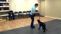 Dog Training with a Gentle Leader or Halti Collar - Teaching the Sit the Command (K9-1.com)