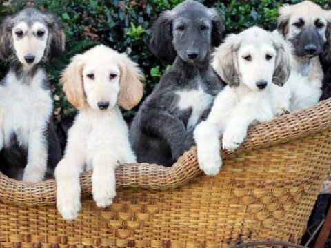 afghan hound puppy