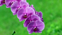 Orchid Phalaenopsis Pink Gentle Bloom Houseplants No Copyright Video